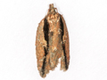 Acleris umbrana